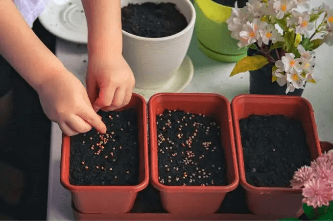 How to Grow Tomatoes from Seed in Hindi 2