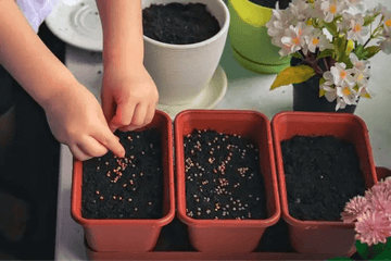How to Grow Tomatoes from Seed in Hindi 2