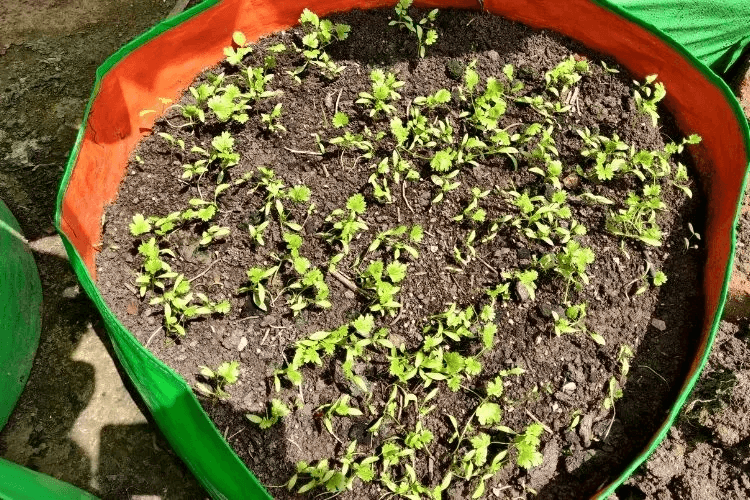 How to Grow Tomatoes from Seed in Hindi 3