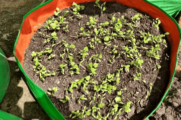 How to Grow Tomatoes from Seed in Hindi 3