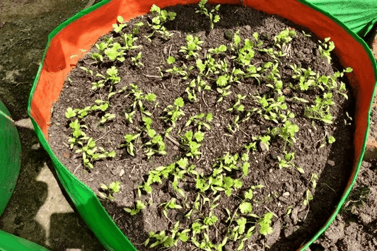 How to Grow Tomatoes from Seed in Hindi 3