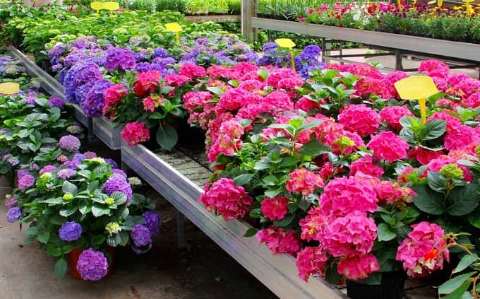 flower seeds for home garden