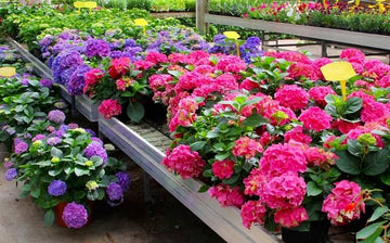 flower seeds for home garden