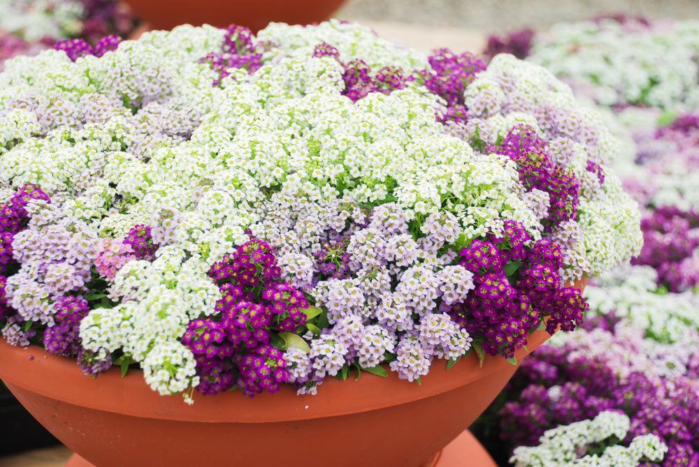 winter flower seeds online
