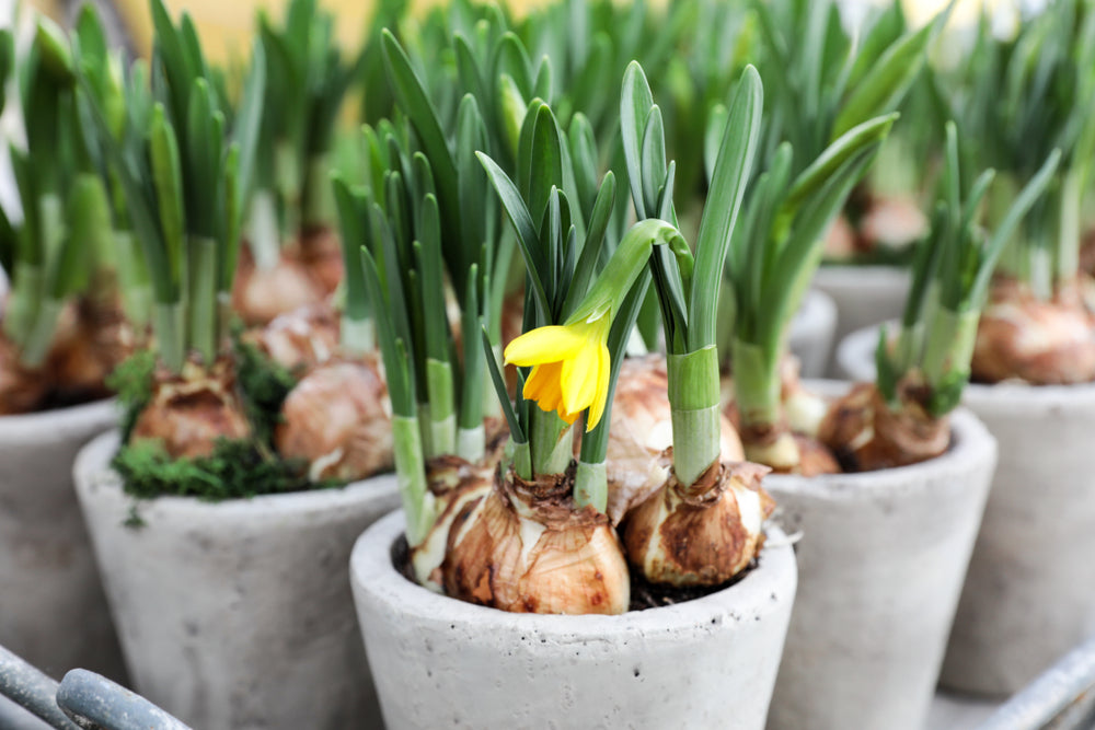 flower bulbs online india