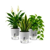 live_plant_icon_160x160.webp