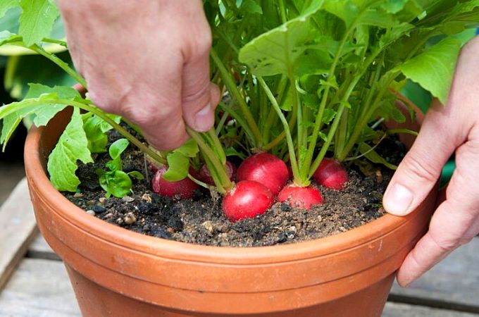 Rainy Season Vegetable Seeds