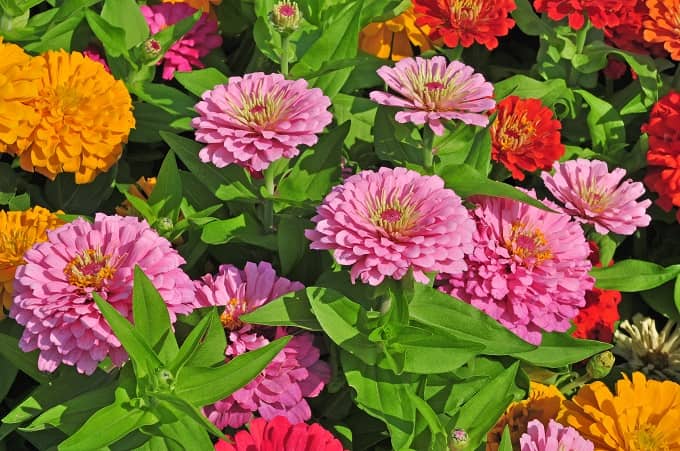 Zinnia Flower Plant Attract Useful Insects In The Garden In Hindi