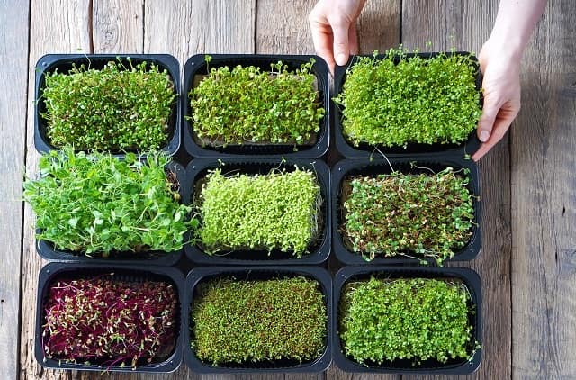 What Are Microgreens In Hindi