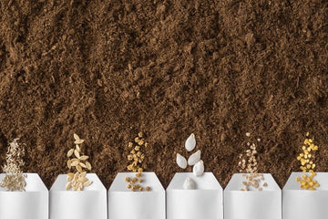 seeds online
