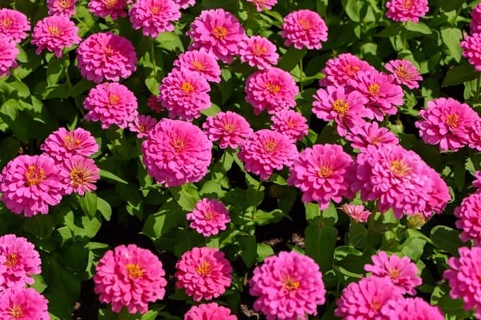 summer flower seeds online india