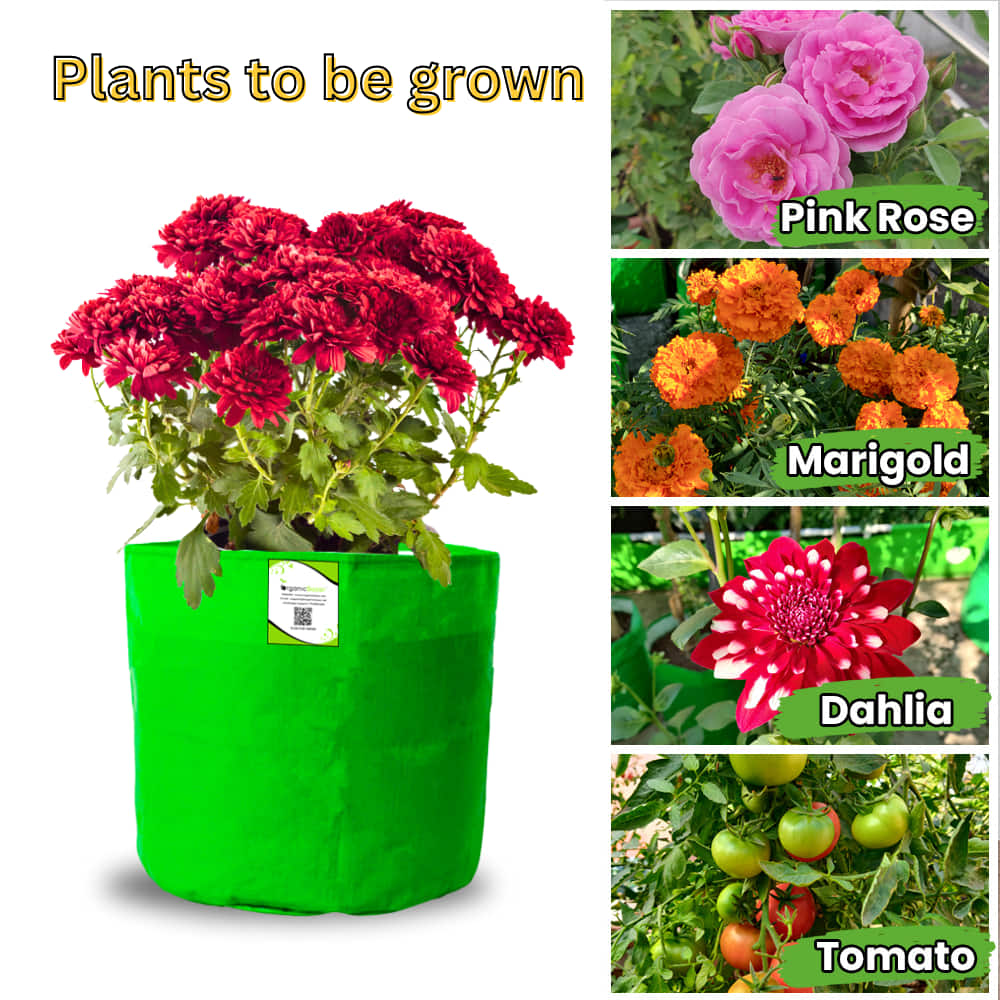 OrganicBazar 6x6 Small Size Grow Bag for Home Gardening, Premium HDPE 260 GSM, Green Plant Bags