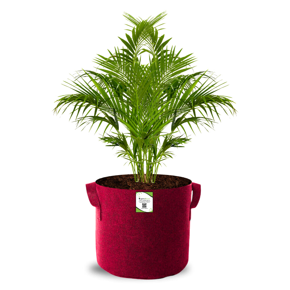 Geo Fabric 12x12 Grow Bag For Terrace Gardening Suitable For Vegetable and Flower Plants