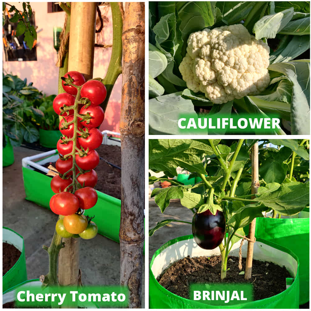 OrganicBazar 18x12 Grow Bag for Vegetable Gardening, Premium HDPE 260 GSM, Green Plant Bags for Home Garden