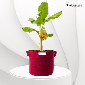 Geo Fabric 18×18 Big Size Grow Bag For Home Gardening Suitable For Fruit Plants