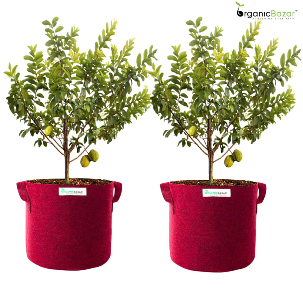 Geo Fabric 21×21 Big Size Grow Bag For Home Gardening Suitable For Fruit Plants