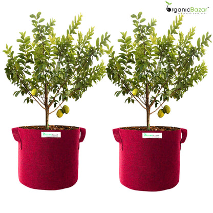 Geo Fabric 21×21 Big Size Grow Bag For Home Gardening Suitable For Fruit Plants