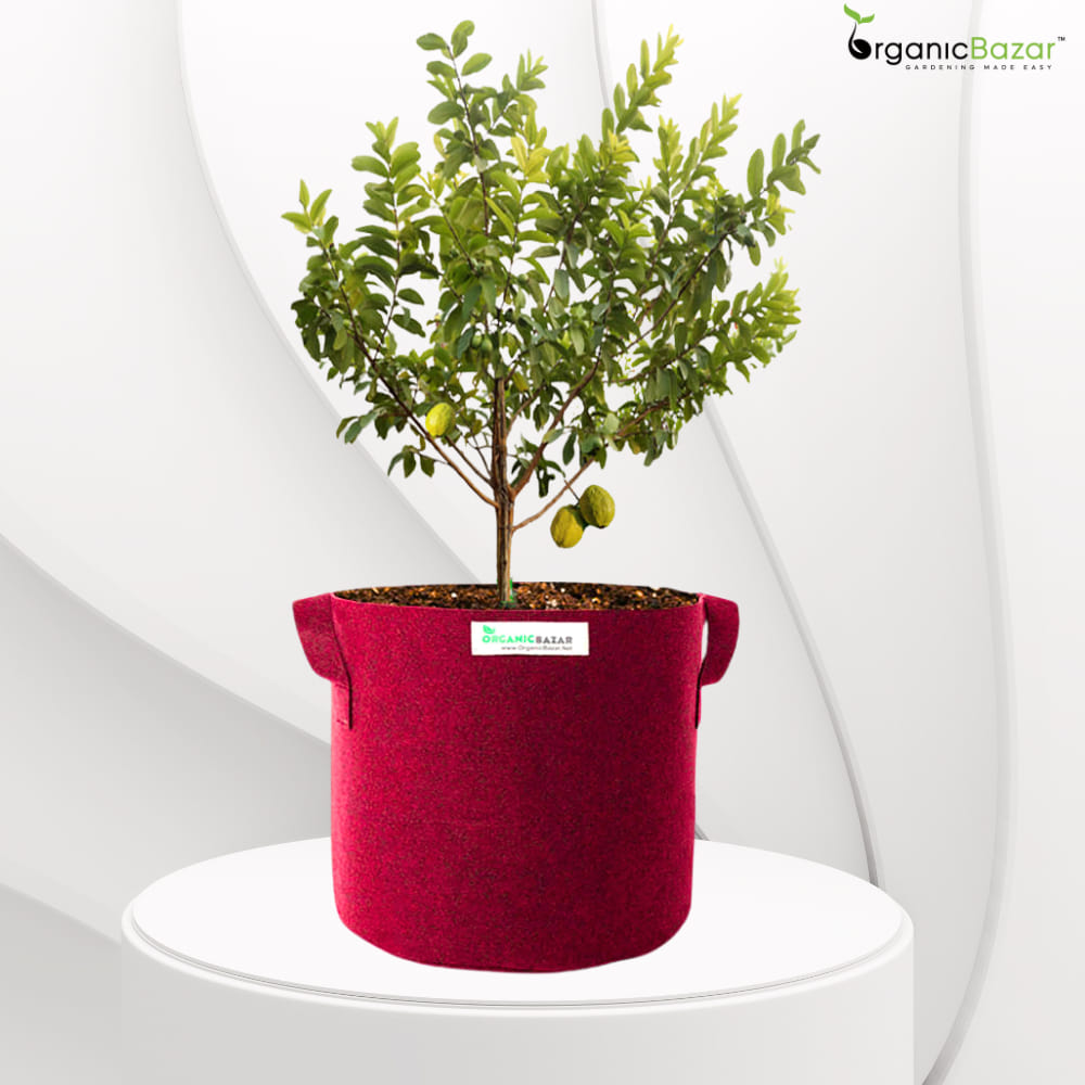 Geo Fabric 21×21 Big Size Grow Bag For Home Gardening Suitable For Fruit Plants