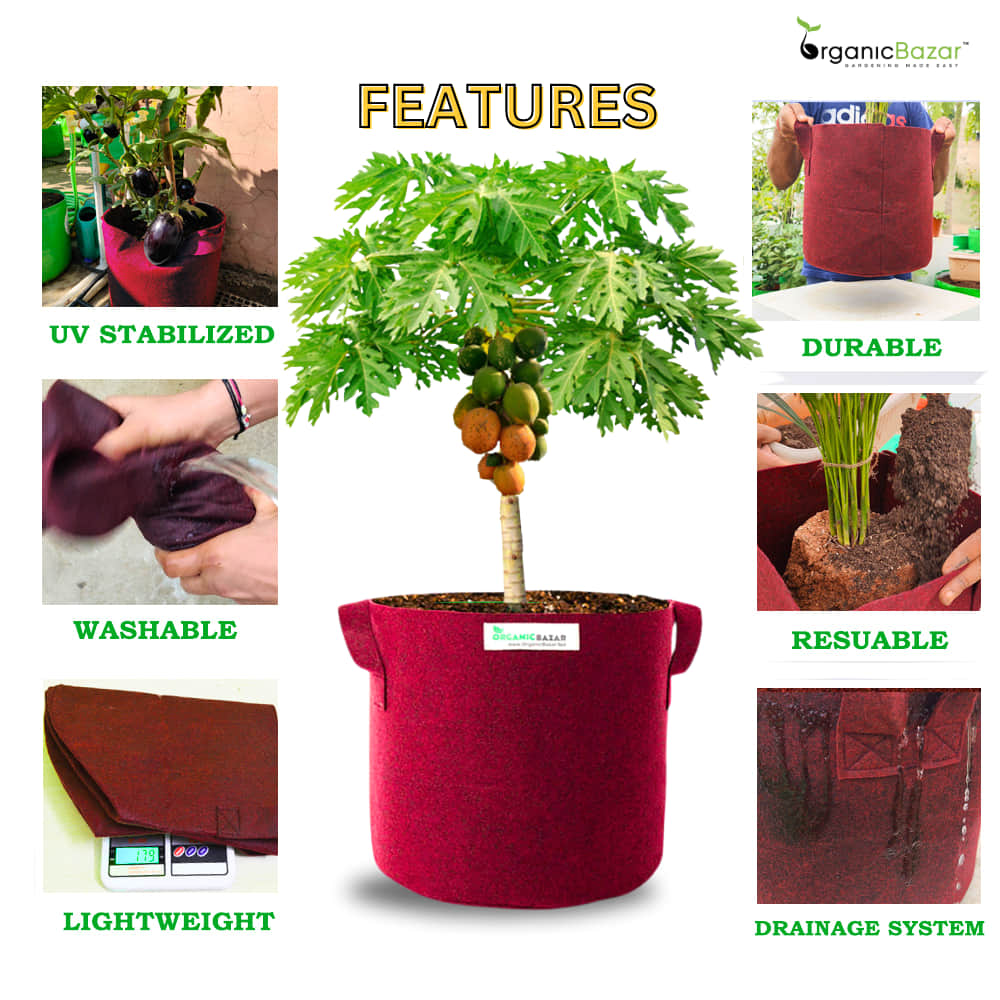 OragnicBazar Geo 24×24 Grow Bag for Home & Terrace Gardening Suitable for Fruit Tree, Premium Geo Fabric 450 GSM Plant Bags