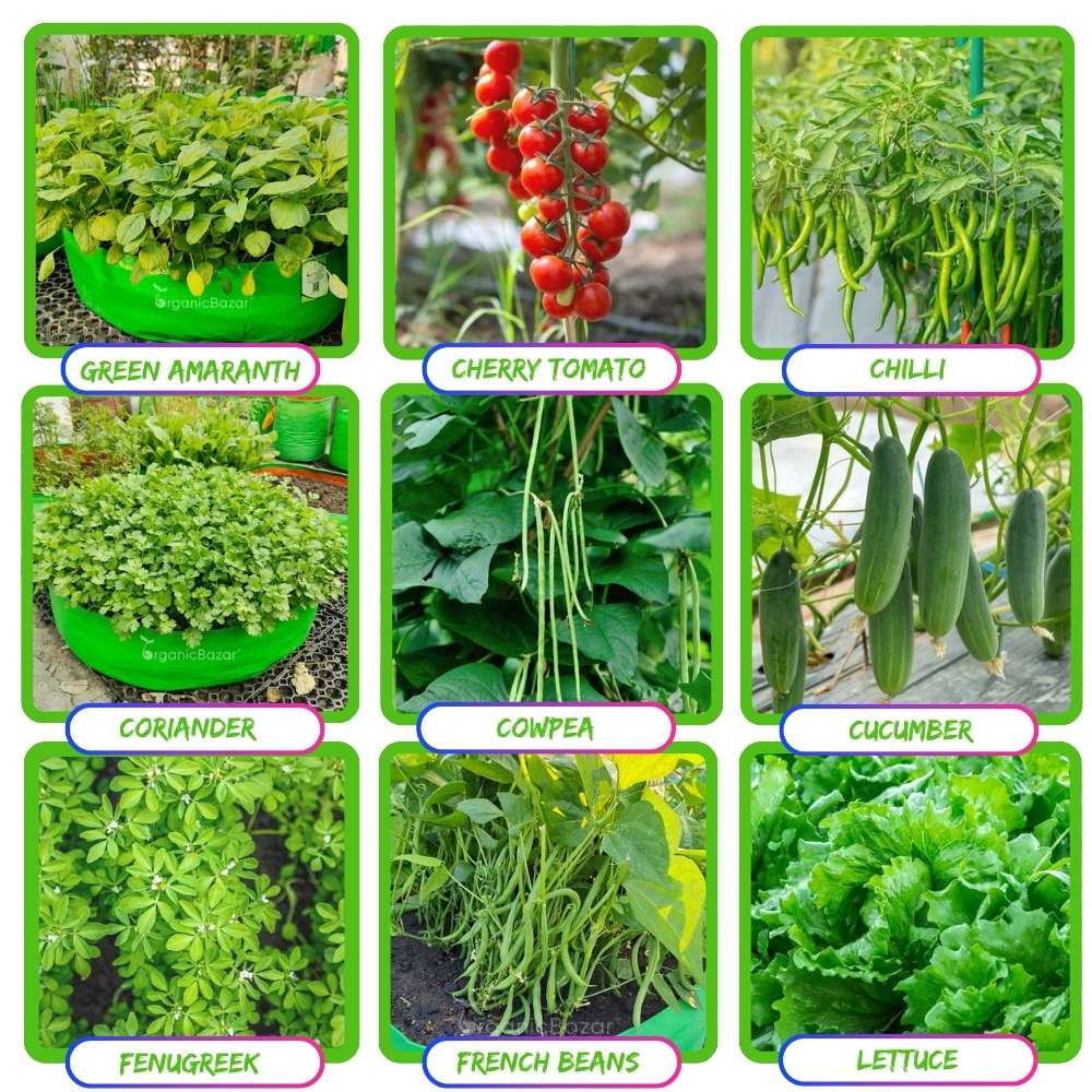 35 Variety Of Vegetable Seeds Kit With High Germination Rate (8800 Seeds)