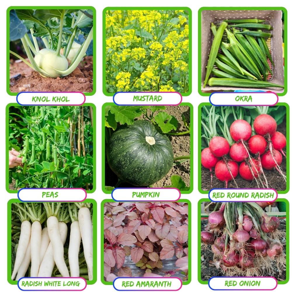 Buy Best Quality Premium 35 Variety Of Vegetable Seeds Kit : Organicbazar, image size:1000x1000