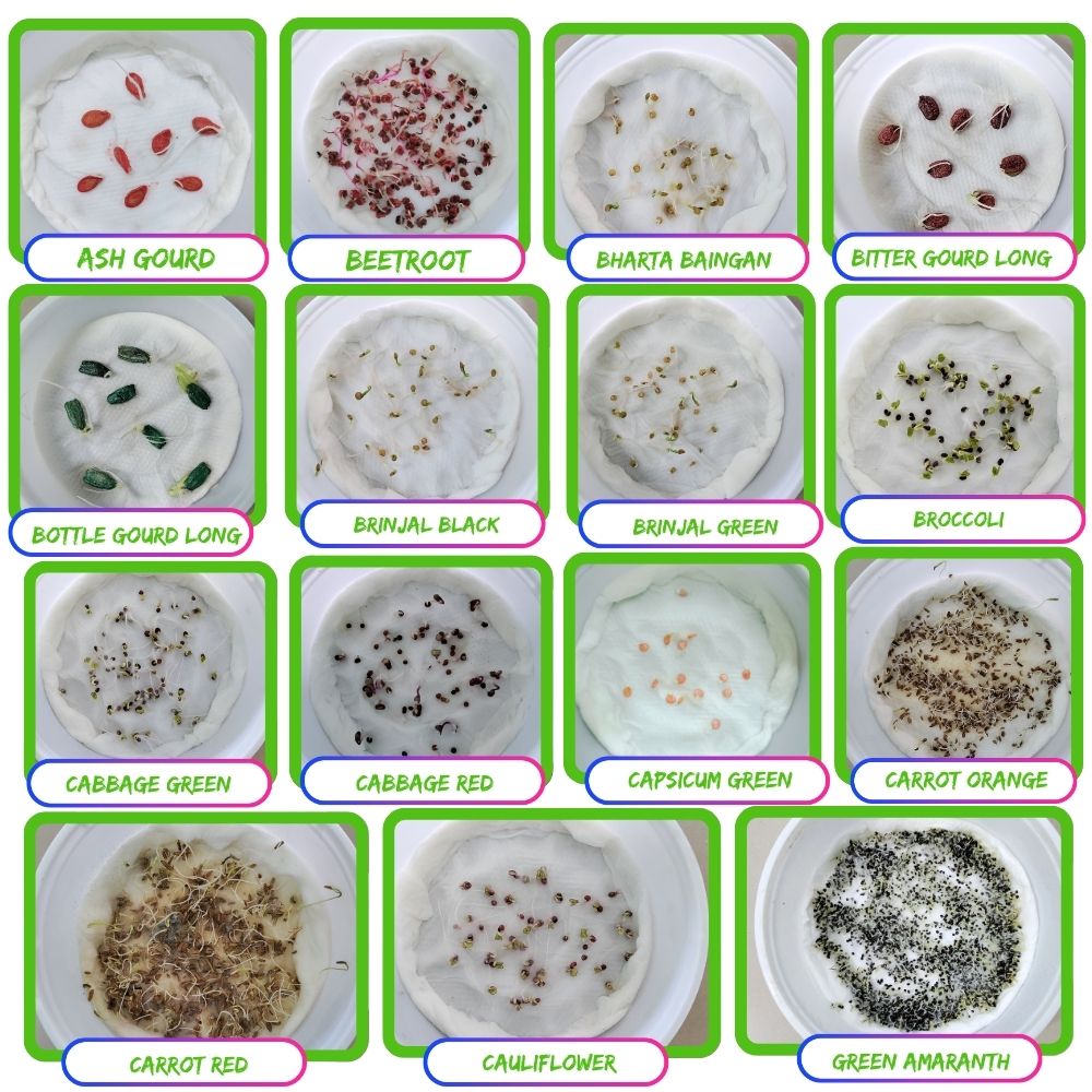45 Variety of Vegetable Seeds kit With High Germination Rate