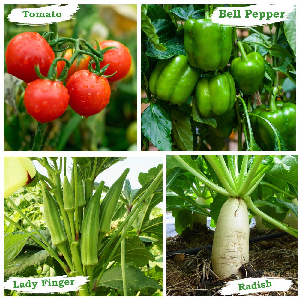 OrganicBazar 24x18x12 Rectangular Grow Bags with PVC Support Pipes for Terrace Garden