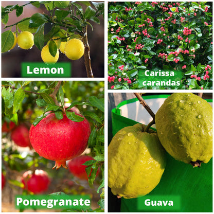 Geo Fabric 21×21 Big Size Grow Bag For Home Gardening Suitable For Fruit Plants