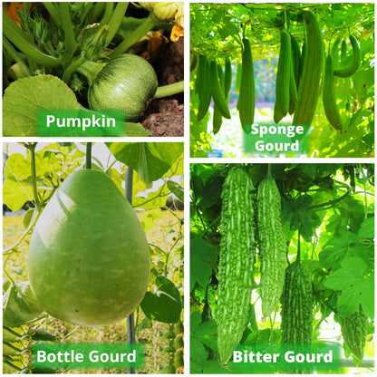 Geo Fabric 21×21 Big Size Grow Bag For Home Gardening Suitable For Fruit Plants