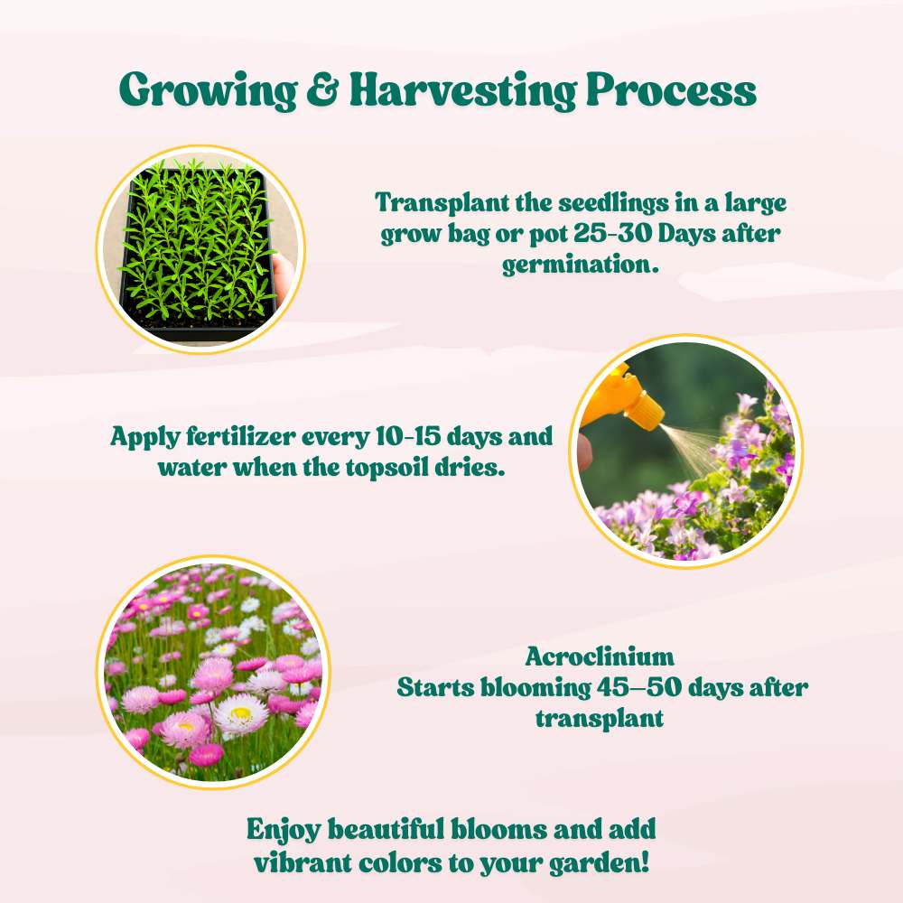 Acroclinium Double Mix Seeds (200 Seeds) Easy To grow / Perfect for pots, balconies, or Terrace gardens