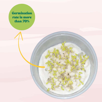 Acroclinium Double Mix Seeds (200 Seeds) Easy To grow / Perfect for pots, balconies, or Terrace gardens