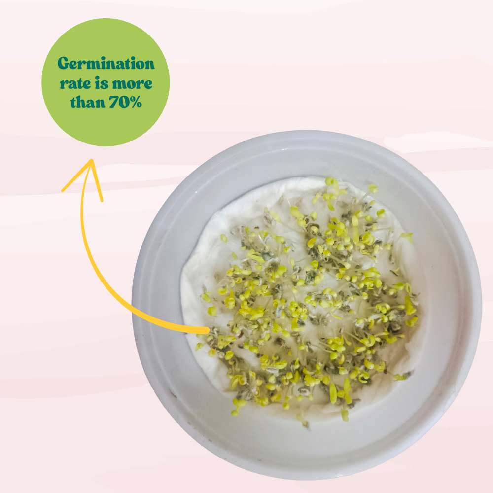 Acroclinium Red Flower Seeds (200 Seeds) Easy To grow / Perfect for pots, balconies, or Terrace gardens