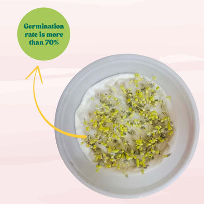 Acroclinium Red Flower Seeds (200 Seeds) Easy To grow / Perfect for pots, balconies, or Terrace gardens