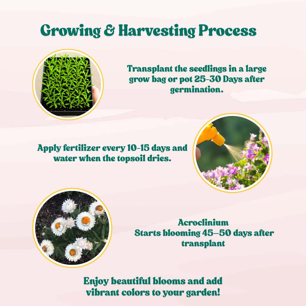 Acroclinium White Flower Seeds (200 Seeds)  Easy To grow / Perfect for pots, balconies, or Terrace gardens