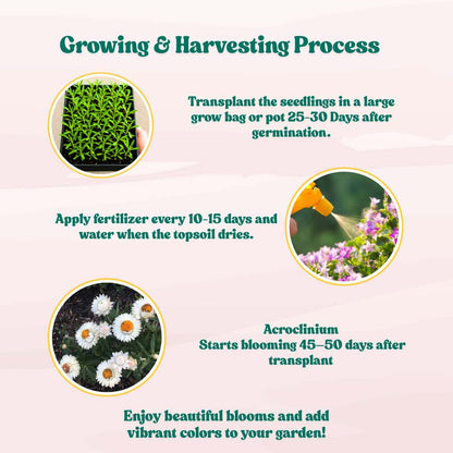 Acroclinium White Flower Seeds (200 Seeds)  Easy To grow / Perfect for pots, balconies, or Terrace gardens