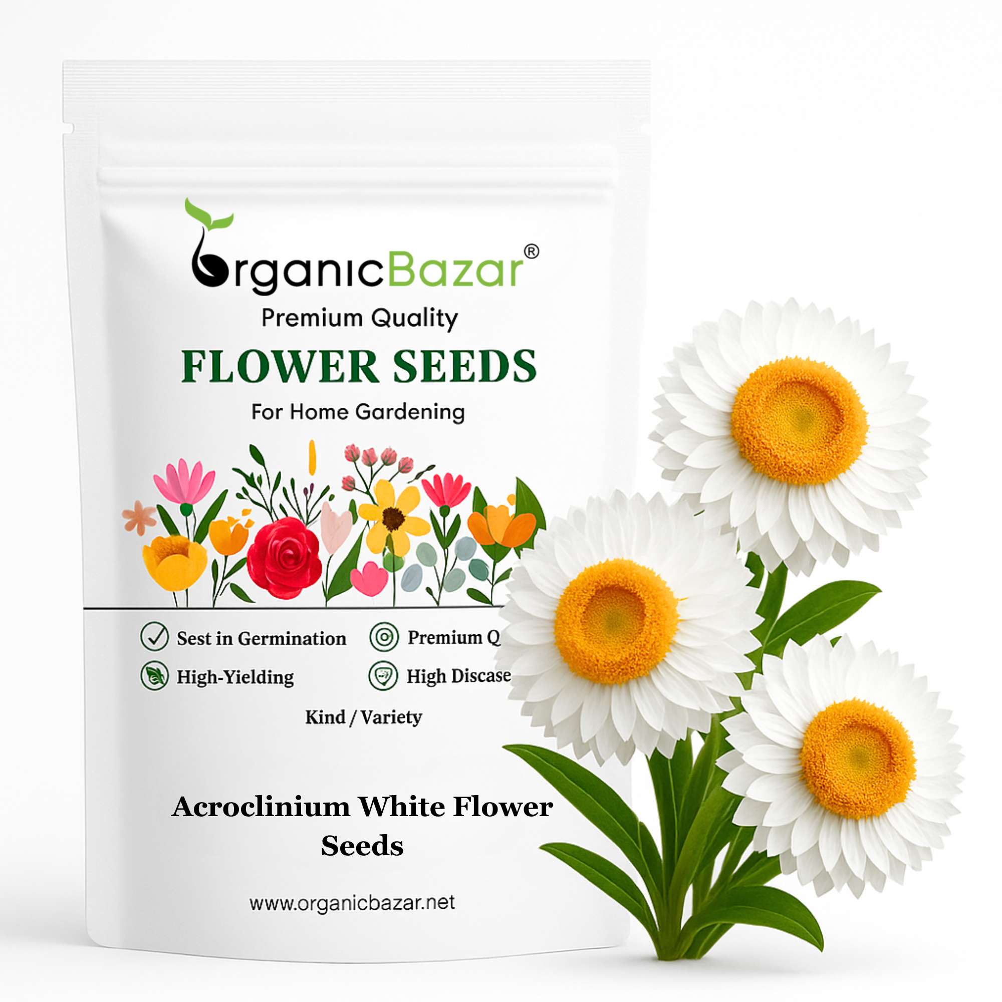 Acroclinium White Flower Seeds (200 Seeds)  Easy To grow / Perfect for pots, balconies, or Terrace gardens