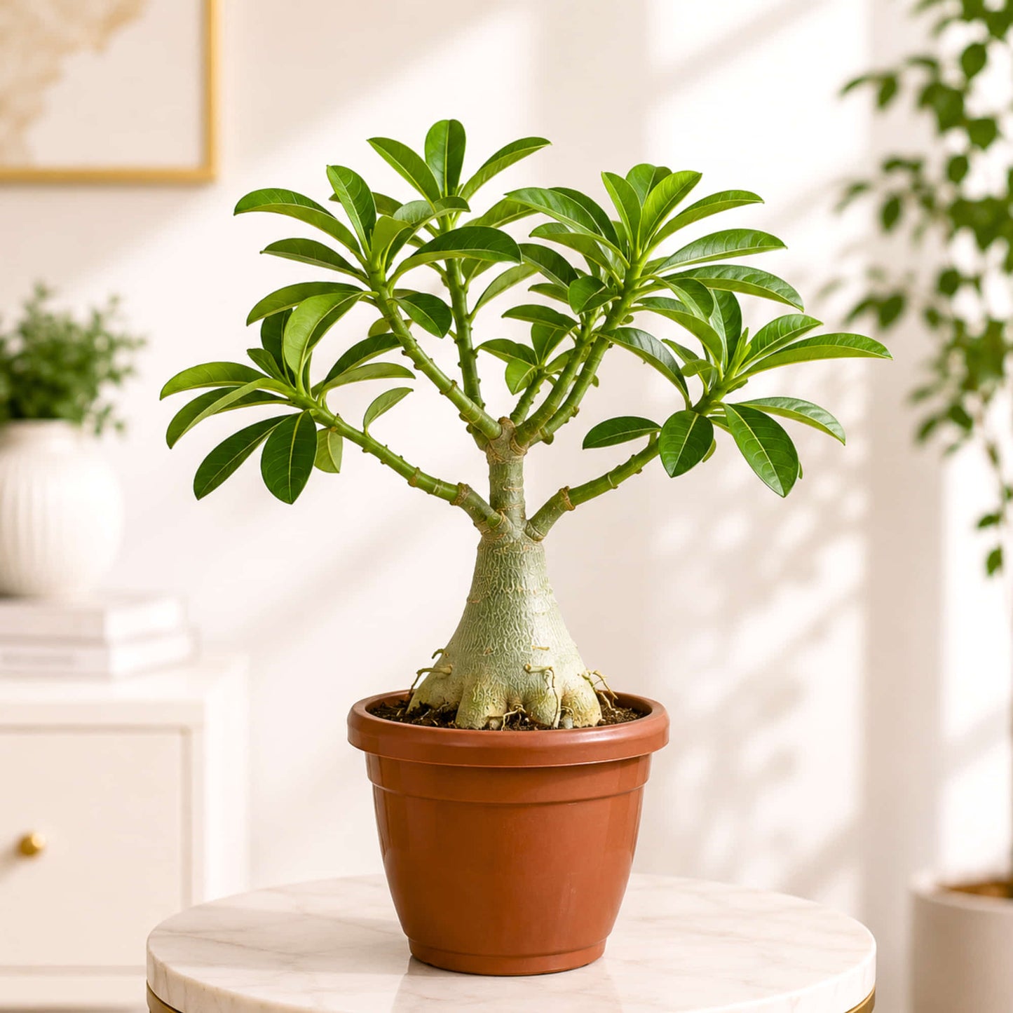Adenium Plant – Random Colour Flowering Live Plant