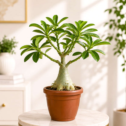 Adenium Plant – Random Colour Flowering Live Plant