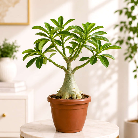 Adenium Plant – Random Colour Flowering Live Plant