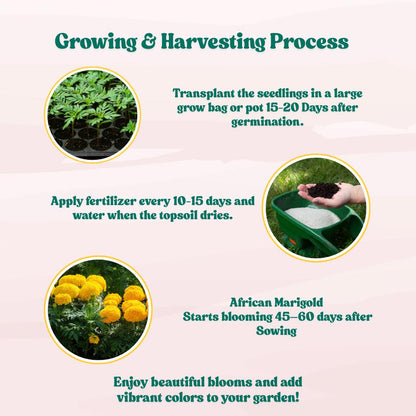 African Marigold F1 (Genda) Dwarf Gold Seeds - 30 Seeds (गेंदा के बीज) High Germination/ Easy To grow/ Perfect for pots, balconies, or Terrace gardens