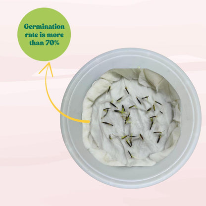 African Marigold F1 (Genda) Dwarf Gold Seeds - 30 Seeds (गेंदा के बीज) High Germination/ Easy To grow/ Perfect for pots, balconies, or Terrace gardens