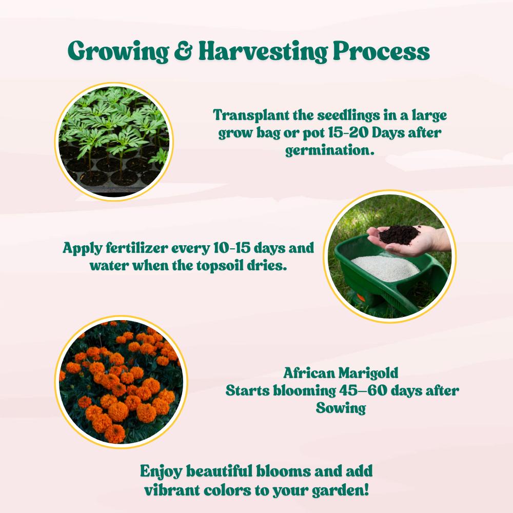 African Marigold (Genda) Dwarf Orange Seeds - 30 Seeds (गेंदा के बीज) High Germination/ Easy To grow/ Perfect for pots, balconies, or Terrace gardens