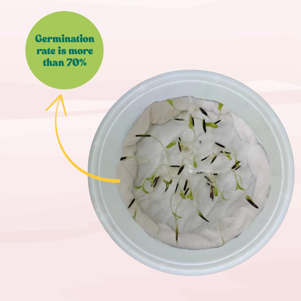 African Marigold Dwarf Yellow Seeds - 30 Seeds (गेंदा के बीज) High Germination/ Easy To grow/ Perfect for pots, balconies, or Terrace gardens