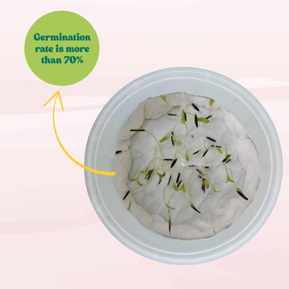 African Marigold Dwarf Yellow Seeds - 30 Seeds (गेंदा के बीज) High Germination/ Easy To grow/ Perfect for pots, balconies, or Terrace gardens