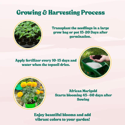 African Marigold Dwarf Yellow Seeds - 30 Seeds (गेंदा के बीज) High Germination/ Easy To grow/ Perfect for pots, balconies, or Terrace gardens