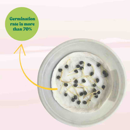 African Okra Seeds (50 Seeds) (भिंडी के बीज) Easy To grow, High Germination, High Yield African Okra Seeds for Home Gardening