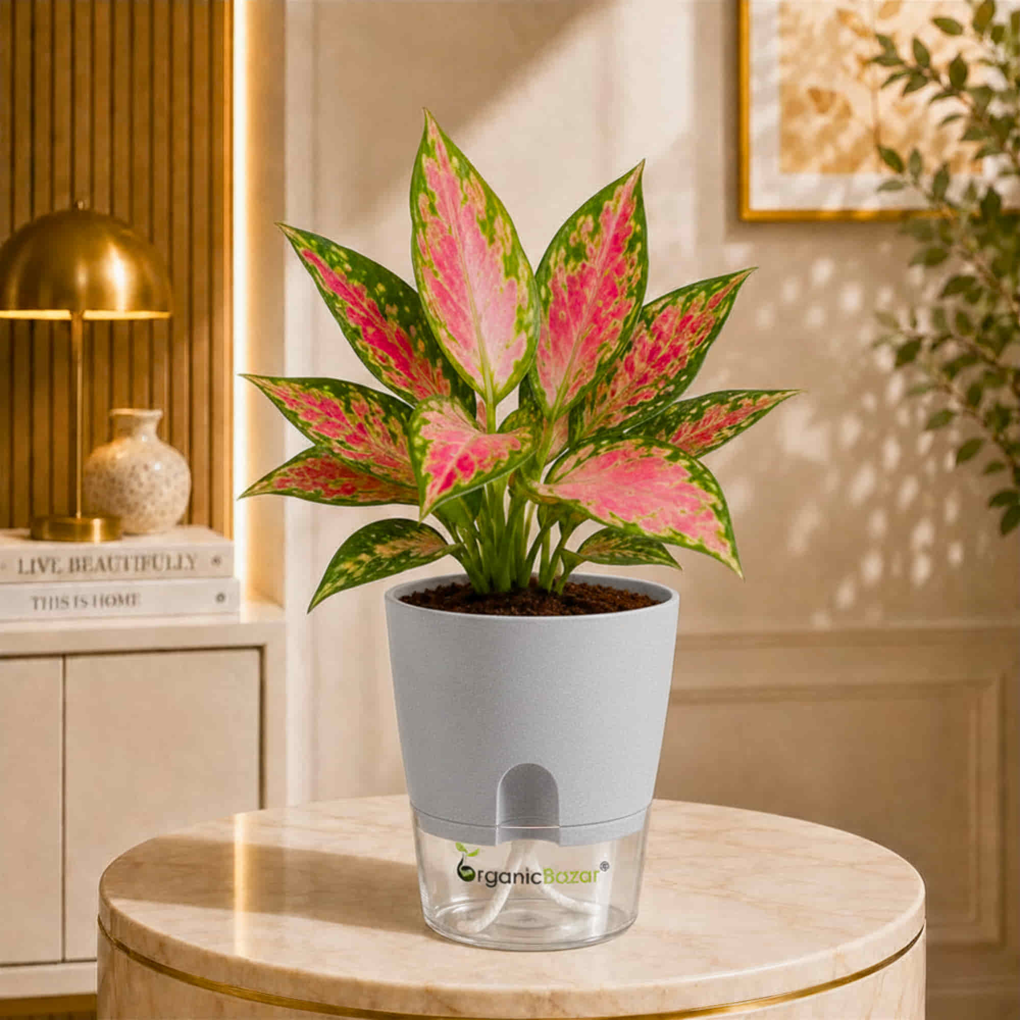 Aglaonema Beauty Live Plant