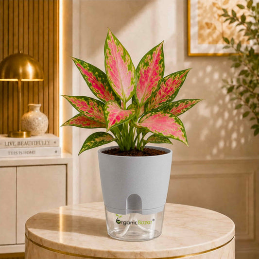 Aglaonema Beauty Live Plant