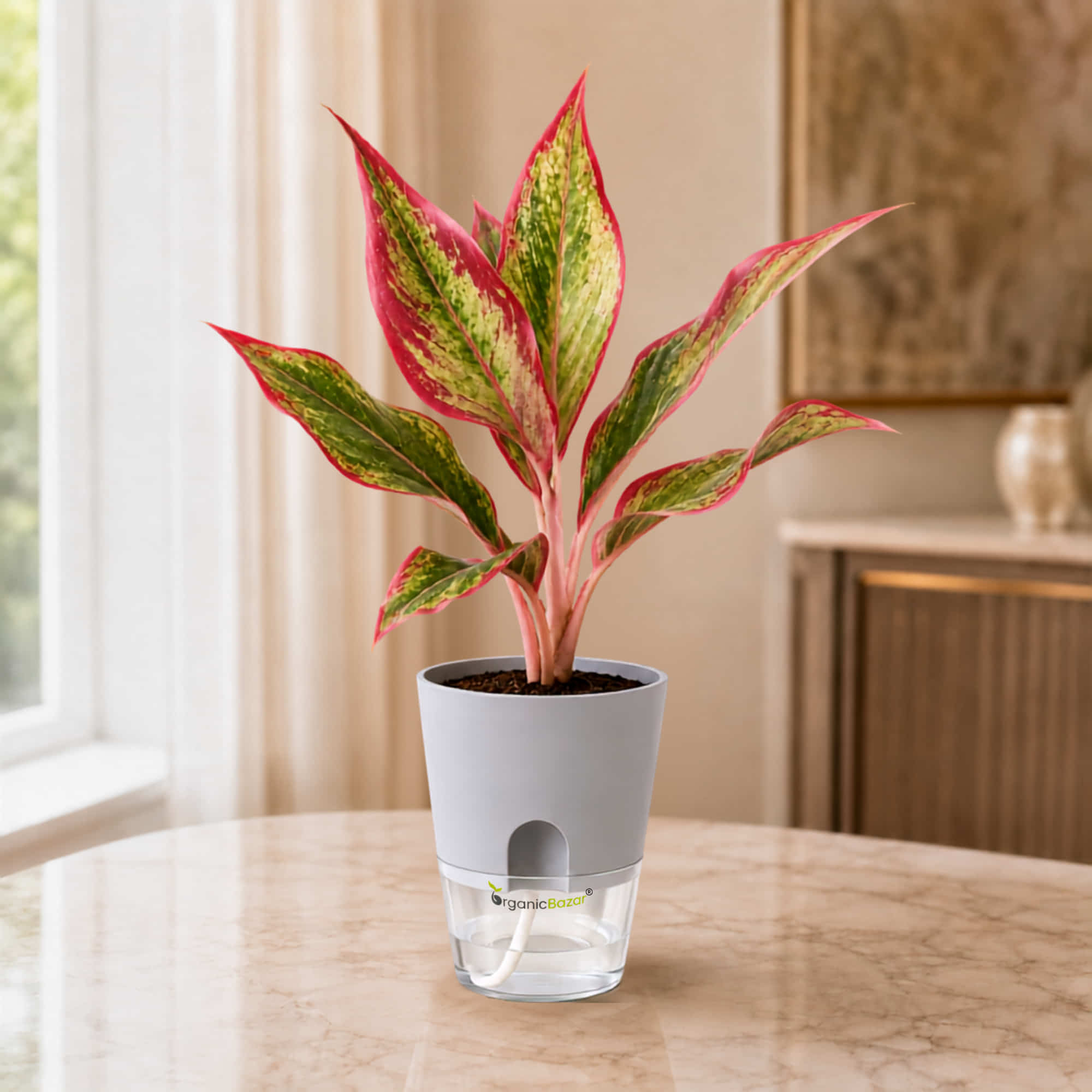 Aglaonema Lipstick Live Plant