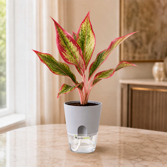 Aglaonema Lipstick Live Plant